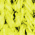 Neon Yellow