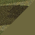 Olive Drab Green